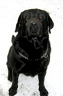 chovn labrador