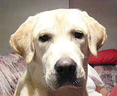 Labrador Jon