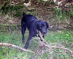 labradorka Meggie